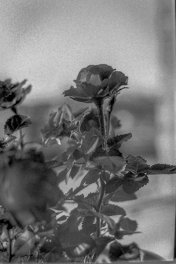 Roses At My Window 2