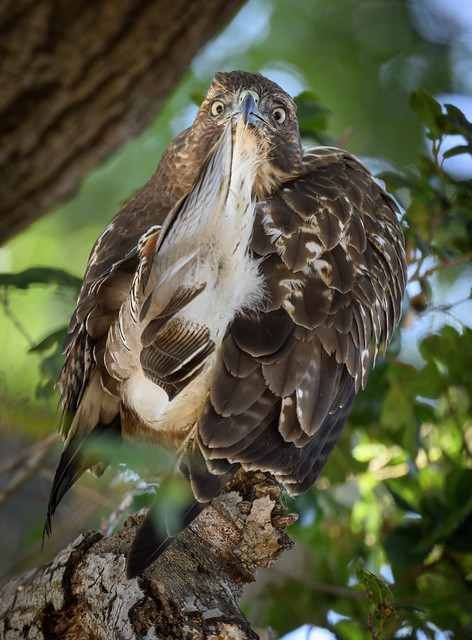 Red-tailed Hawk (Buteo jamaicensis) preening