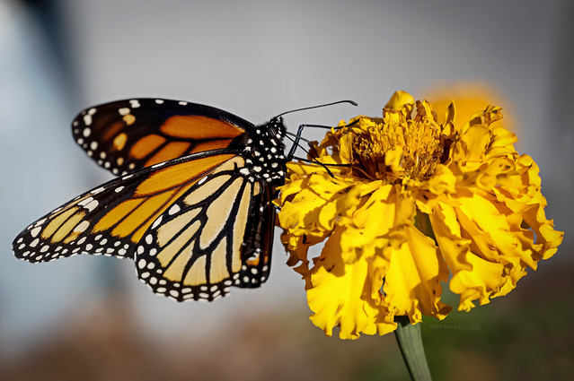 Monarch Butterfly I 2023