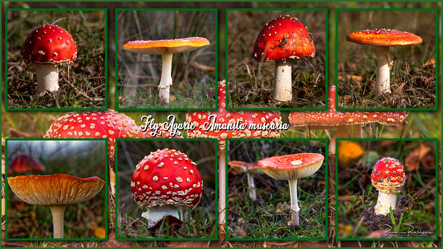 Fly Agaric (Amanita muscaria) collage