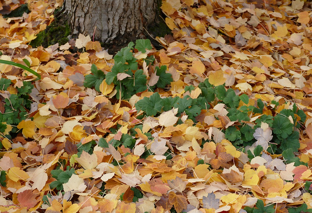 Mainz, Stadtpark, Herbstlaub - Autumn leaves