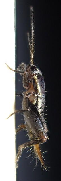 Mogoplistes brunneus Serville 1838 ♂ (Orthoptera Mogoplistidæ Mogoplistinæ Mogoplistini)