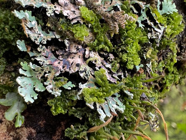 Aotearoa Lichens and Mosses