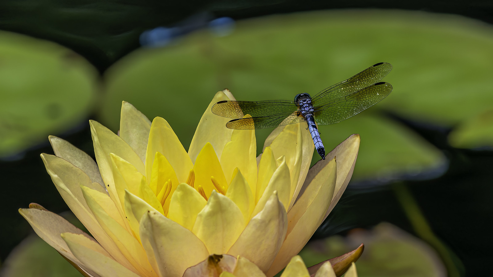 Blue Dasher on Yellow Water-lily (1)