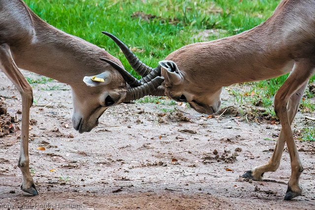 3492 Antelope Fight