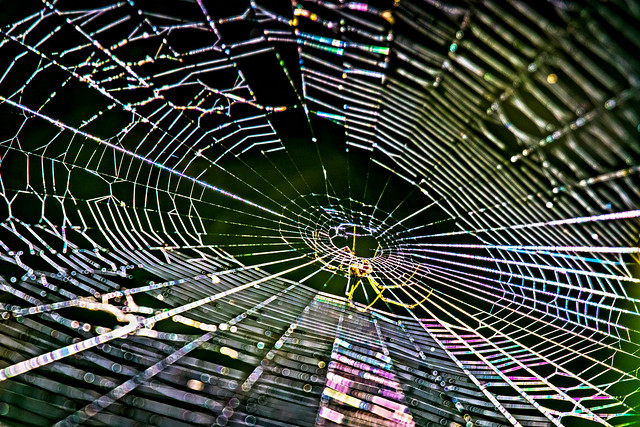 Looking Close on Friday. Spider and/or Spider Web