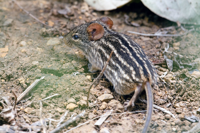 Muridae: Lemniscomys macculus (Buffoon Striped Grass Mouse)