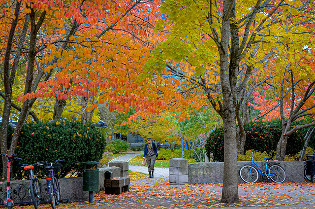 Uppsala, autumn colours