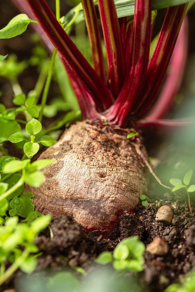 Delicious Beetroot In Our Garden