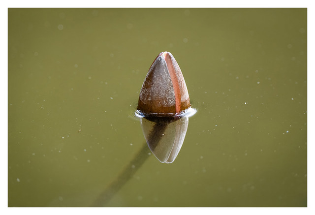 _8536563_water lily bud