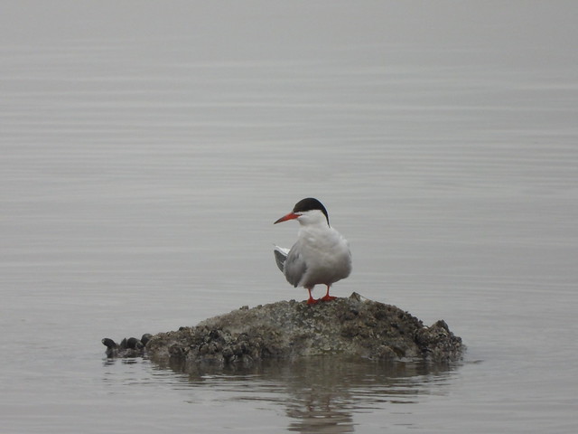 Louth Common Tern