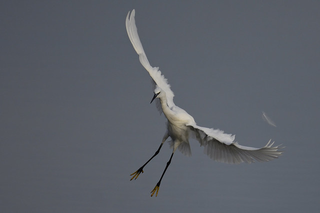 Little Egret, Snettisham, RSPB, Norfolk