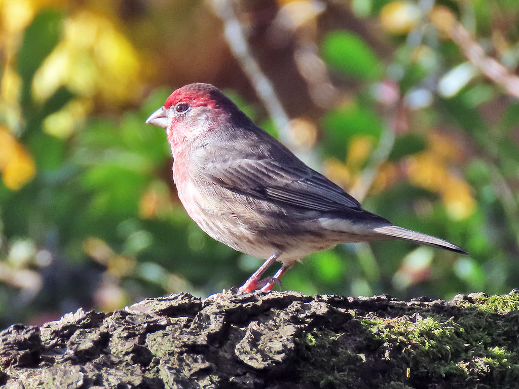 pinkish oregon native birds
