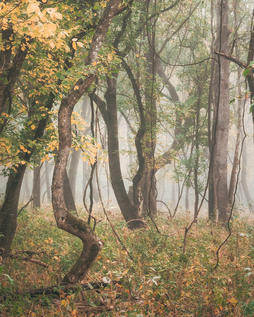 Forest in morning fog. Ponca, Arkansas. 2023.