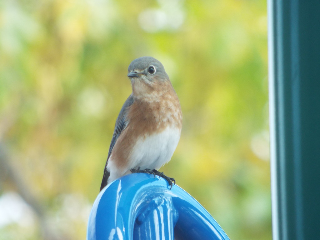 Eastern Bluebird, Travis Farm Park, Murphy, Texas, October 23, 2023
