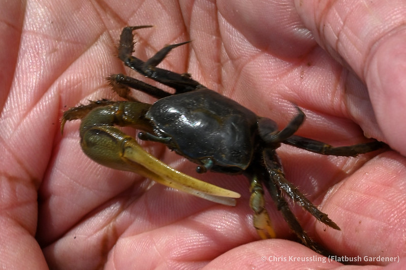 Mud fiddler crab (Minuca pugnax)