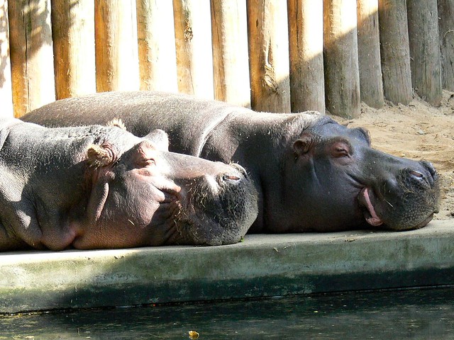 Flusspferde (Hippopotamus amphibius) P1250950