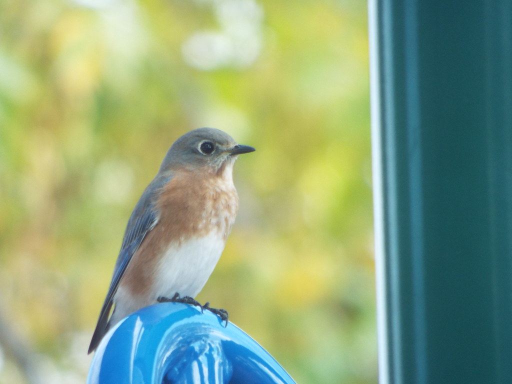 Eastern Bluebird, Travis Farm Park, Murphy, Texas, October 23, 2023