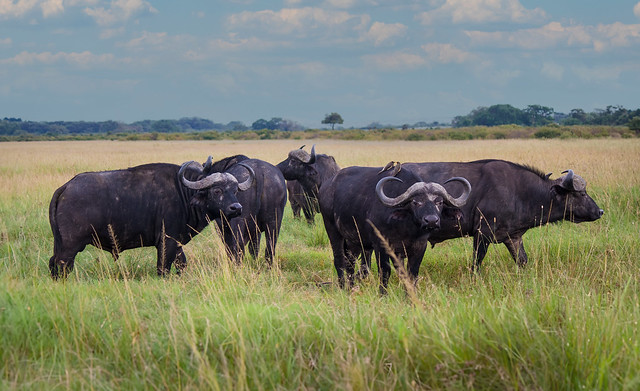 Cape Buffalo, Maasai Mara