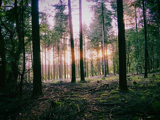 Lumière en forêt