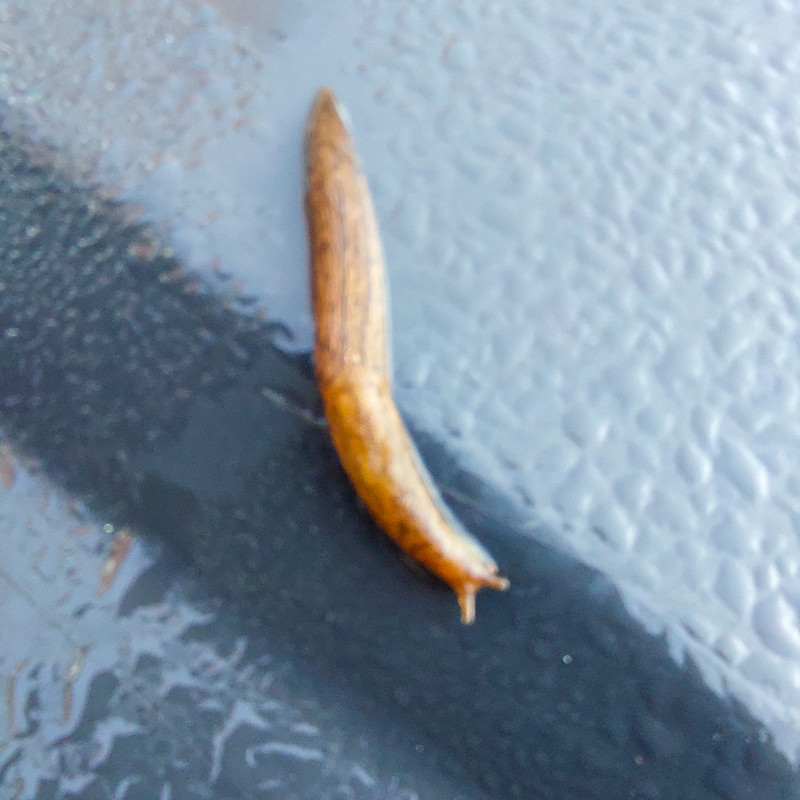 Tiny slug on a wet bin