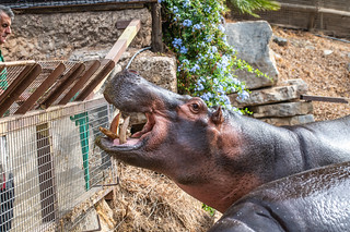 Selwo Aventura Hippopotamus