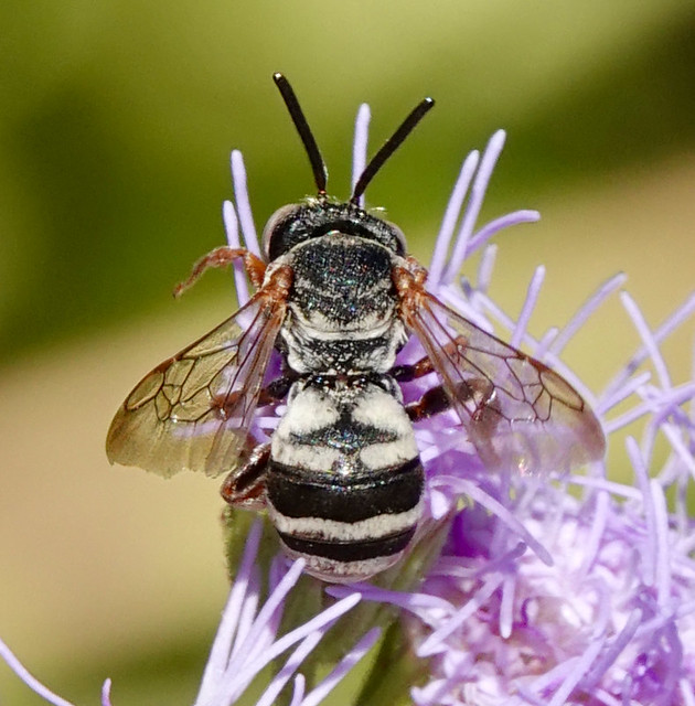 Cuckoo Bee, Triepeolus intrepidus, La Posada, Green Valley