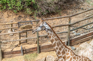 Selwo Aventura Giraffe