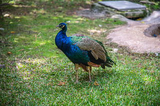 Selwo Aventura Peacock