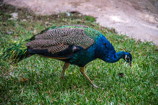 Selwo Aventura Peacock
