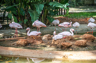 Selwo Aventura Flamingo