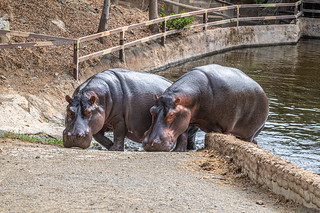 Selwo Aventura Hippopotamus