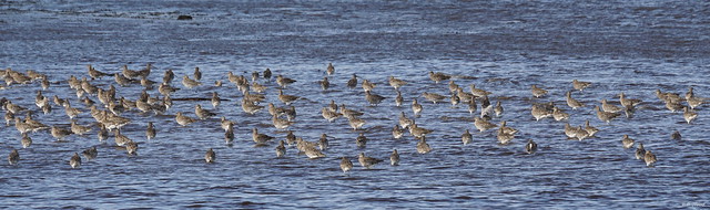 A Herd of Curlew