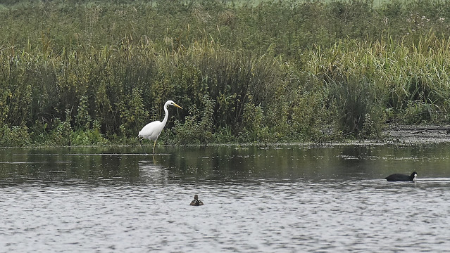 The white heron is looking for feed on the other side of the lake.