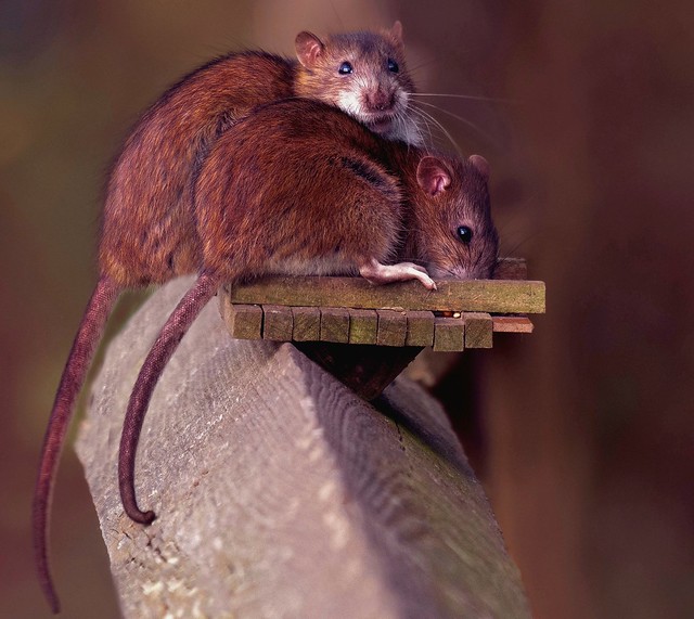 Beautiful Brown Rats 🐀