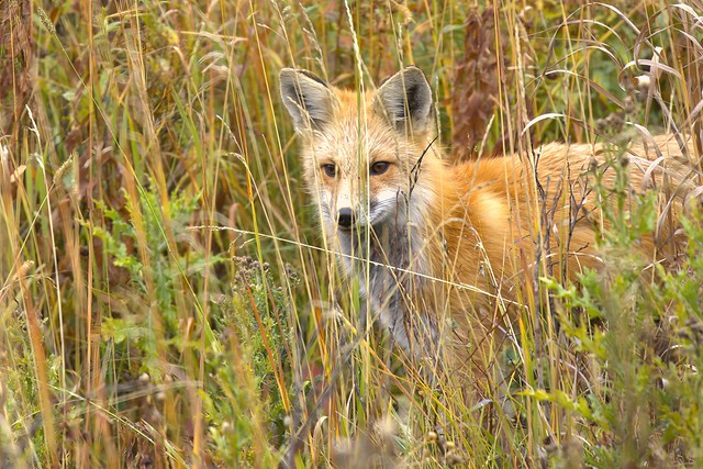 Red Fox, Yellowstone National Park