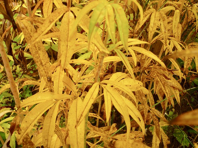 Herbstfärbung Coreopsis tipteris
