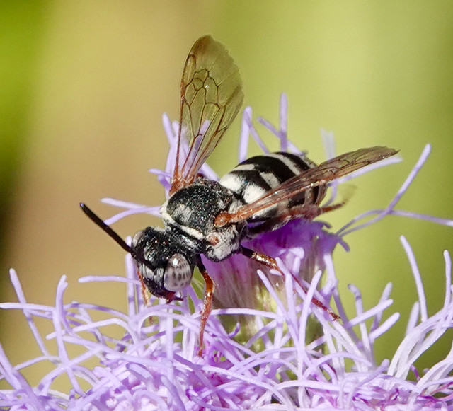 Cuckoo Bee, Triepeolus intrepidus, La Posada, Green Valley