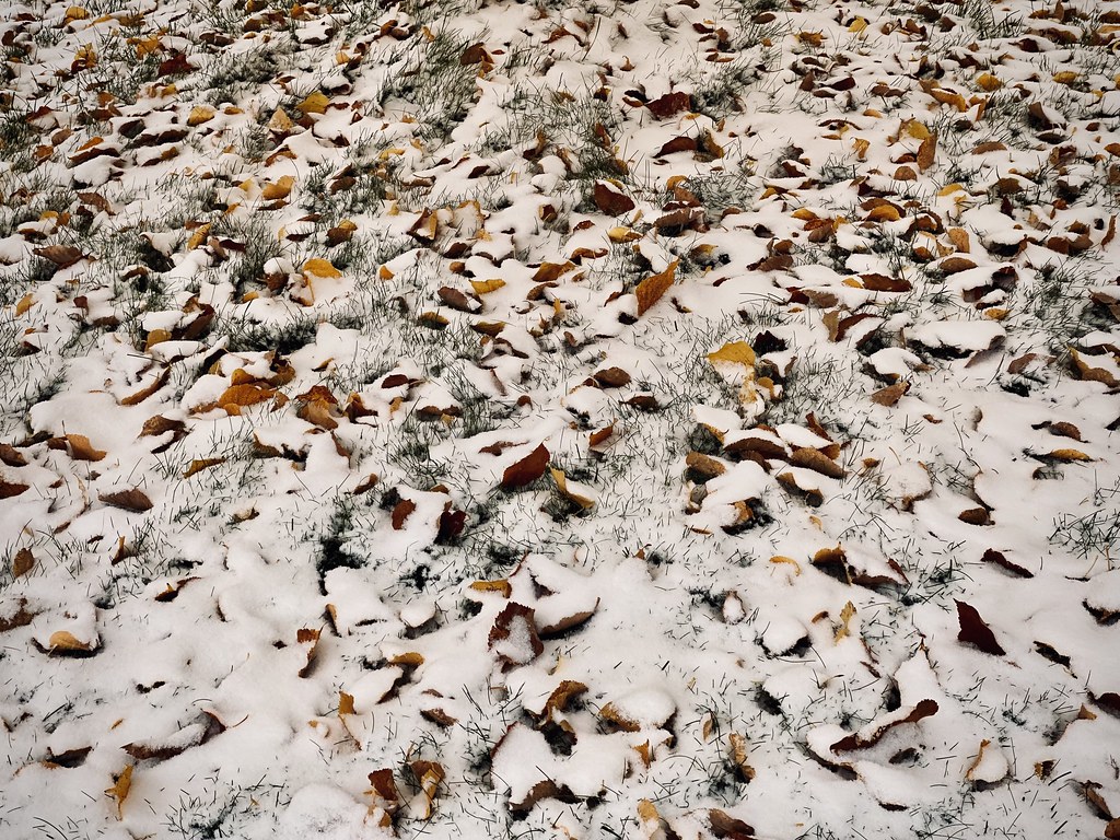 Fall into Winter
