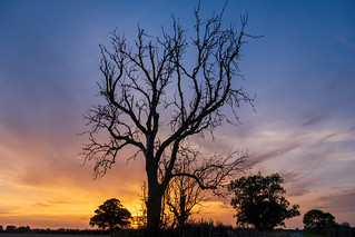 Cambridgeshire sunset