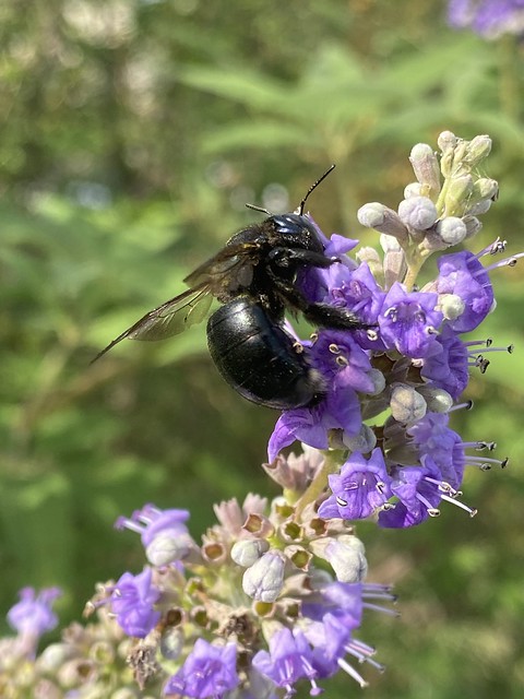 Bee, Carpenter Bee, Southern Carpenter Bee / Xylocopa micans, Xylocopa purpurea
