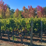 Autumn In The Vineyards 