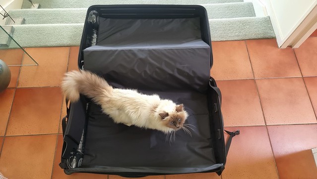 Tern Airporter Slim Cat Luggage