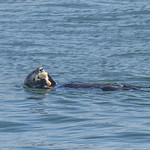 Sea Otter at Morro Bay-13 10-24-24 