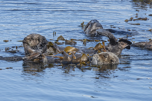 Sea Otter at Morro Bay-90 10-24-24