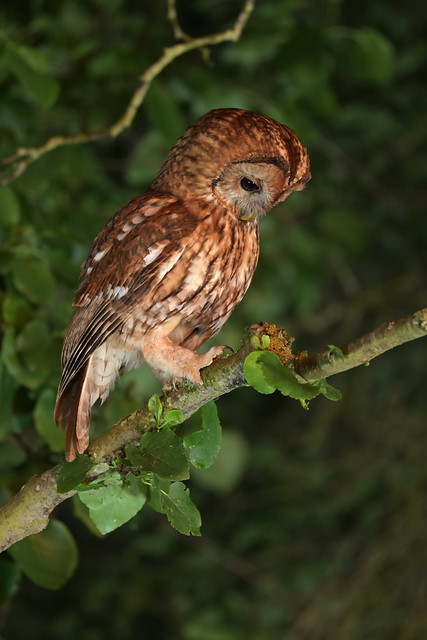 Tawny Owl (image 1 of 2)