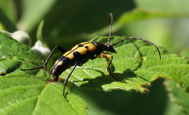Black And Yellow Longhorn Beetle - Rutpela maculata 250623
