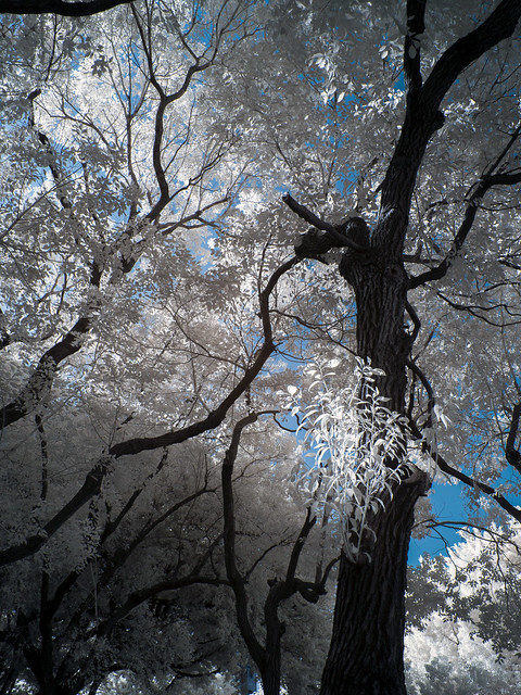(infrared photography) 木漏れ日(こもれび)