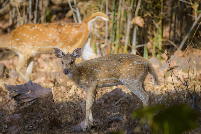 Chital Deer: Graceful Herbivores of Tadoba