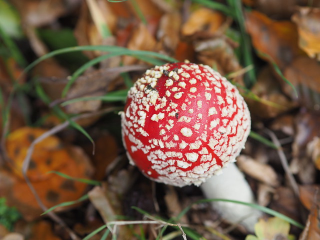 A fly agaric at 45 degrees
